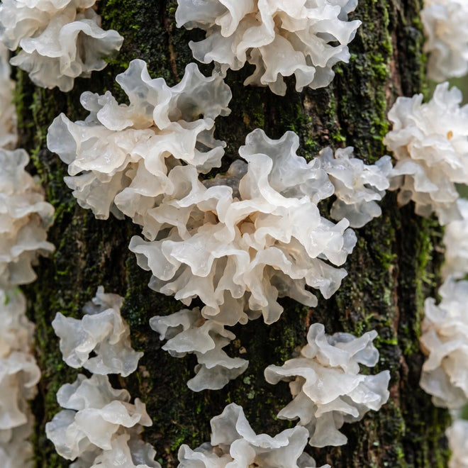 Tremella Mushroom